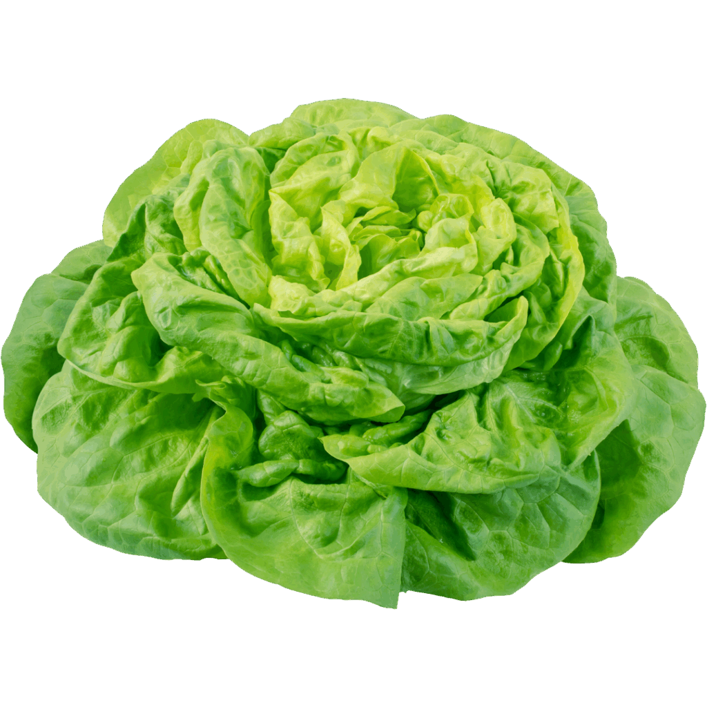Lechuga mantecosa (100g)