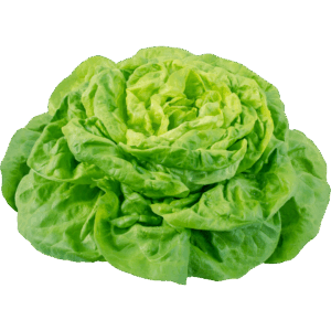 Lechuga mantecosa (100g)