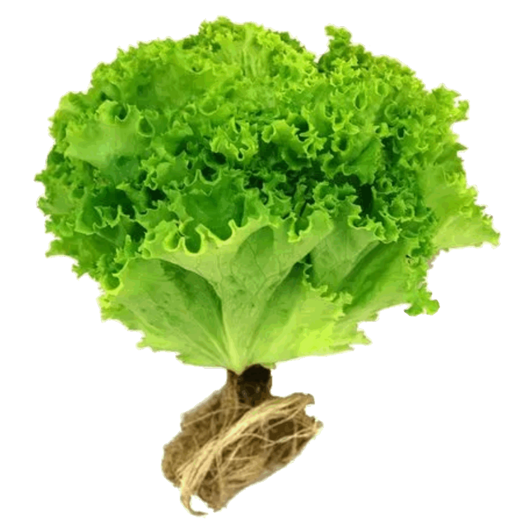 Lechuga hidroponica