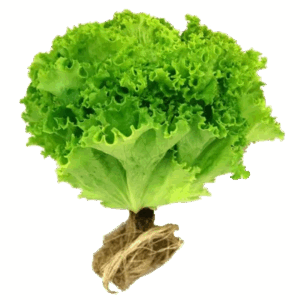Lechuga hidroponica