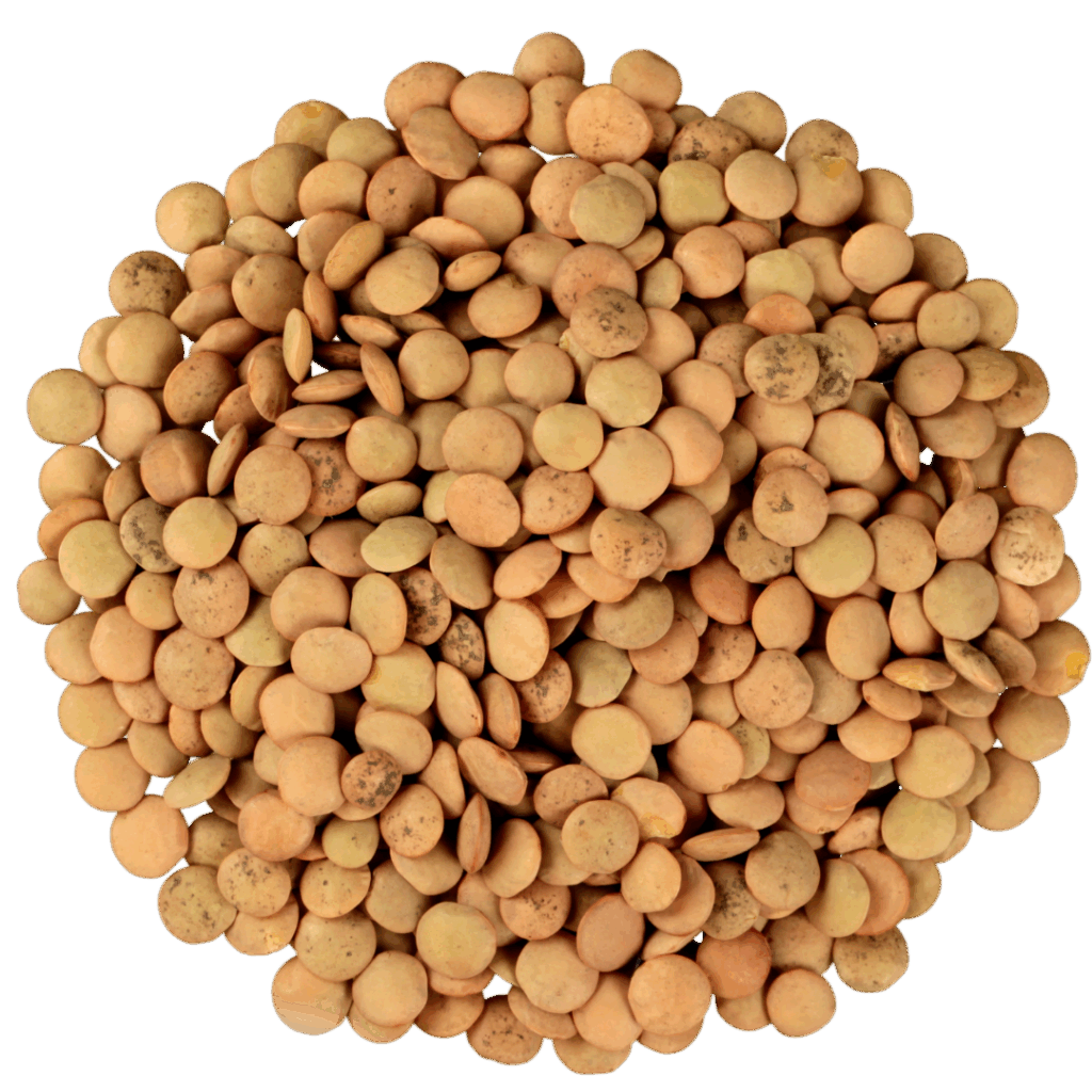 Lenteja turca (100g)