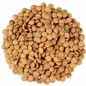 Lenteja turca (100g)