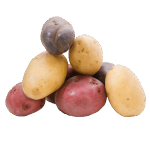 Papines color (Bolsa)